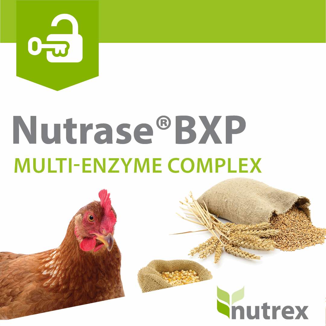 Nutrase  BXP 200TS