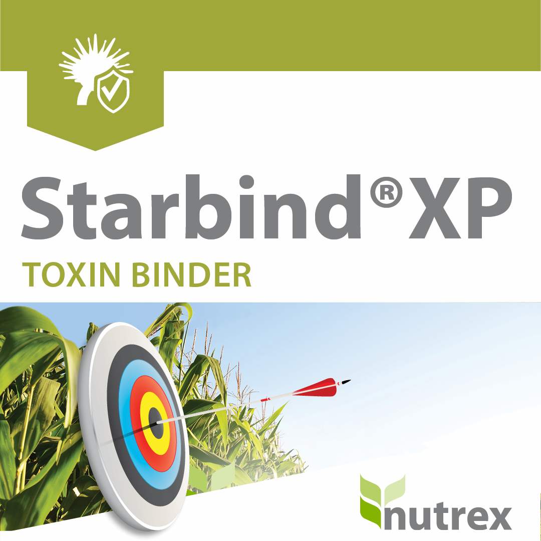 ستار بيند اكس بى  (Starbind XP)