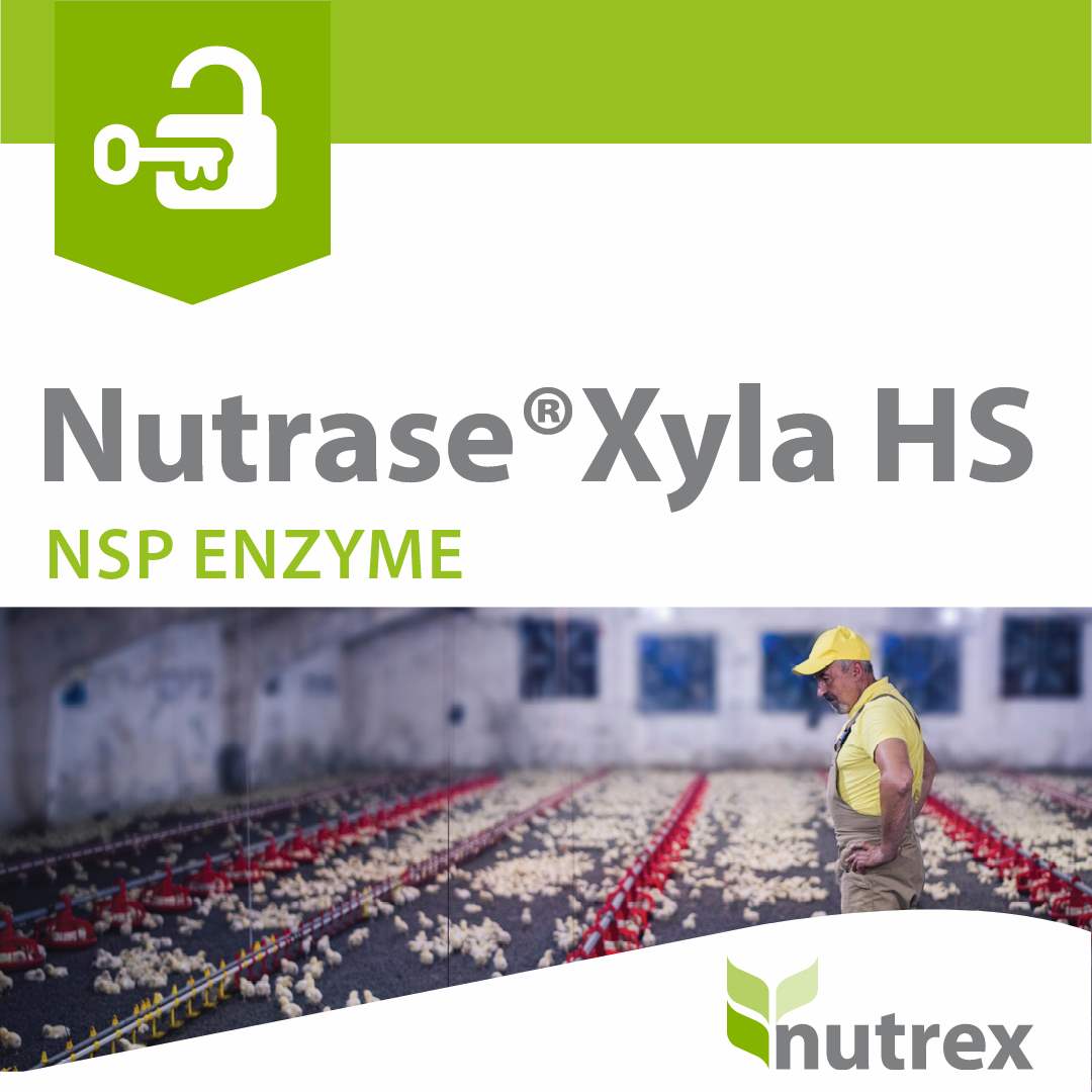 Nutrase Xyla HS